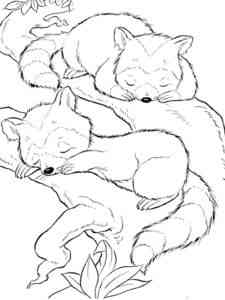 Sleeping Raccoons coloring page