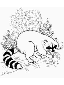 Realistic Raccoon coloring page