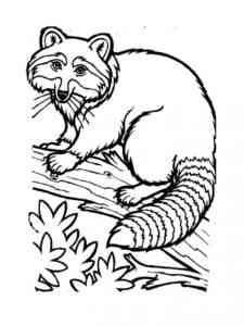 Raccoon in a tree coloring page