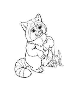 Cute Cartoon Raccoon coloring page