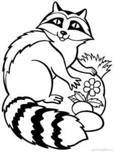 Raccoon and flower coloring page