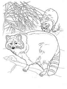 Two Raccoons coloring page