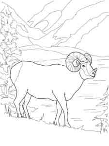 Argali Mountain Sheep coloring page
