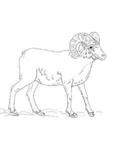 Mountain Ram coloring page