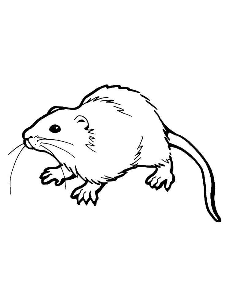 Common Rat coloring page