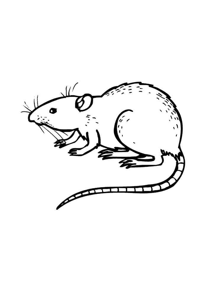 Easy Rat coloring page