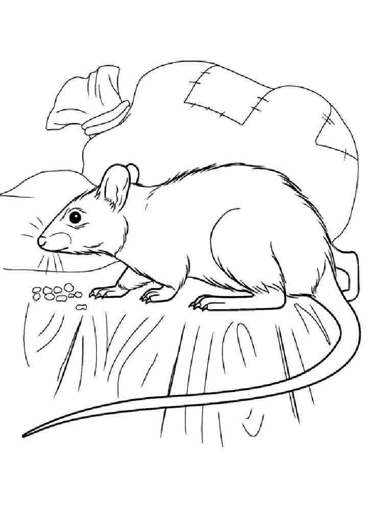 Rat eats grain coloring page