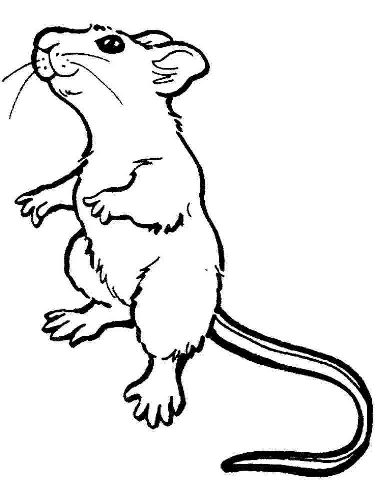 Standing Rat coloring page
