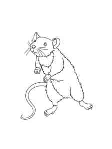 Cute Rat coloring page