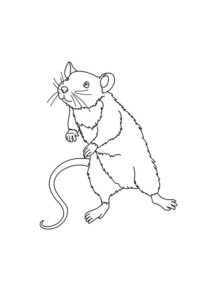 Cute Rat coloring page