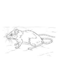 Long-Haired Rat coloring page