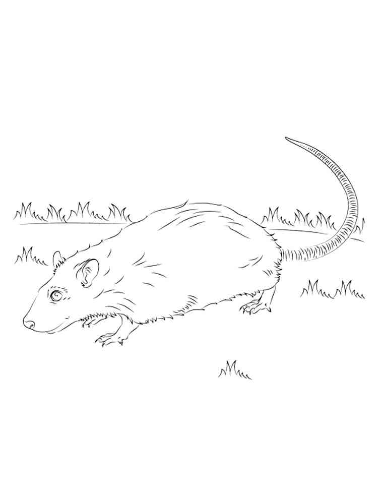 Greater Cane Rat coloring page