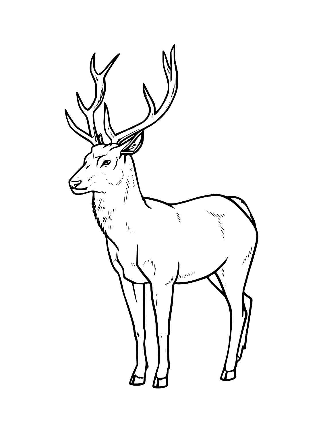 Realistic Red Deer coloring page