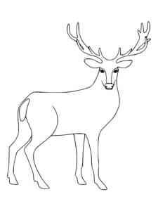 Male Red Deer coloring page