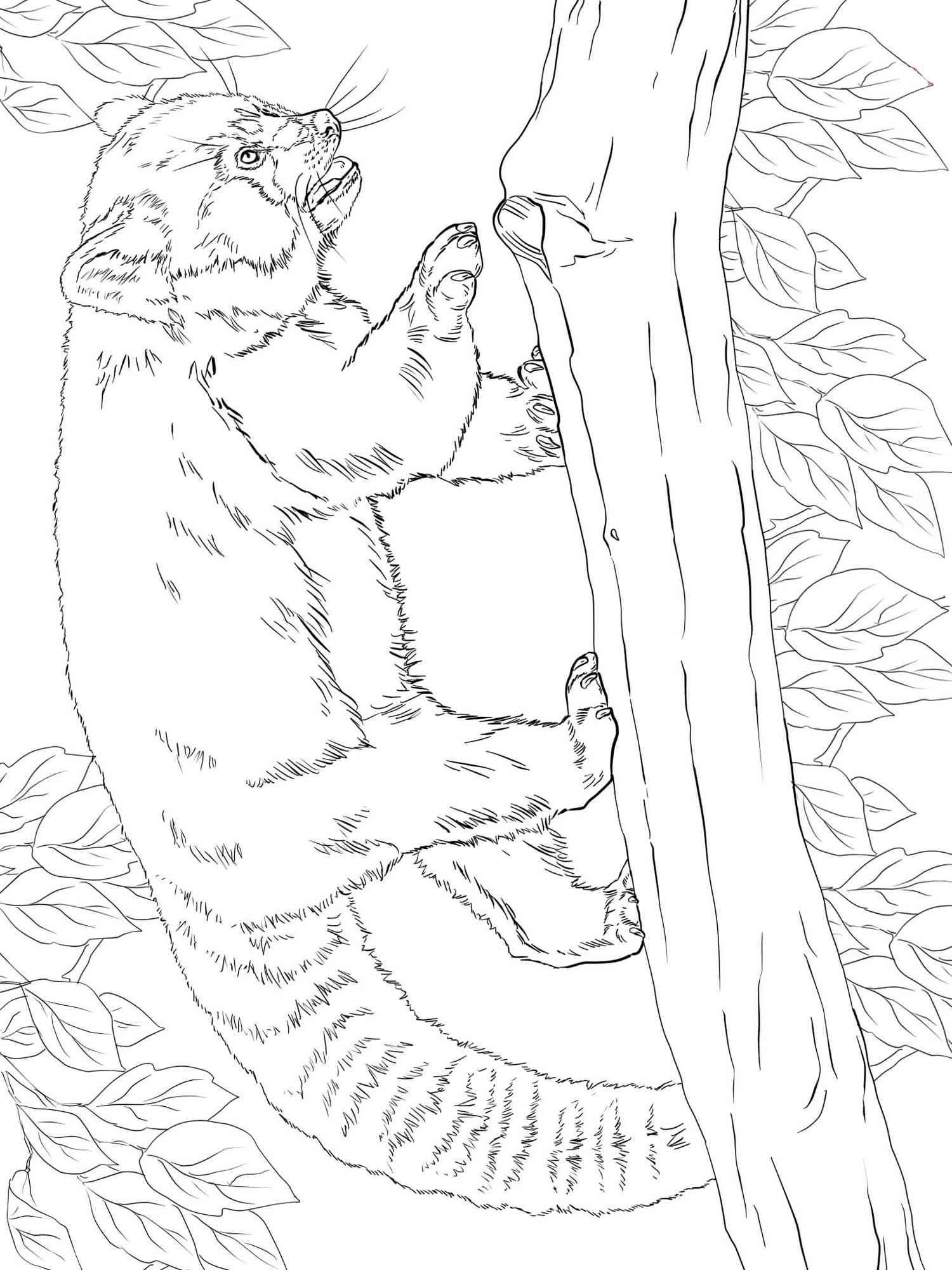 Red Panda walks on branch coloring page