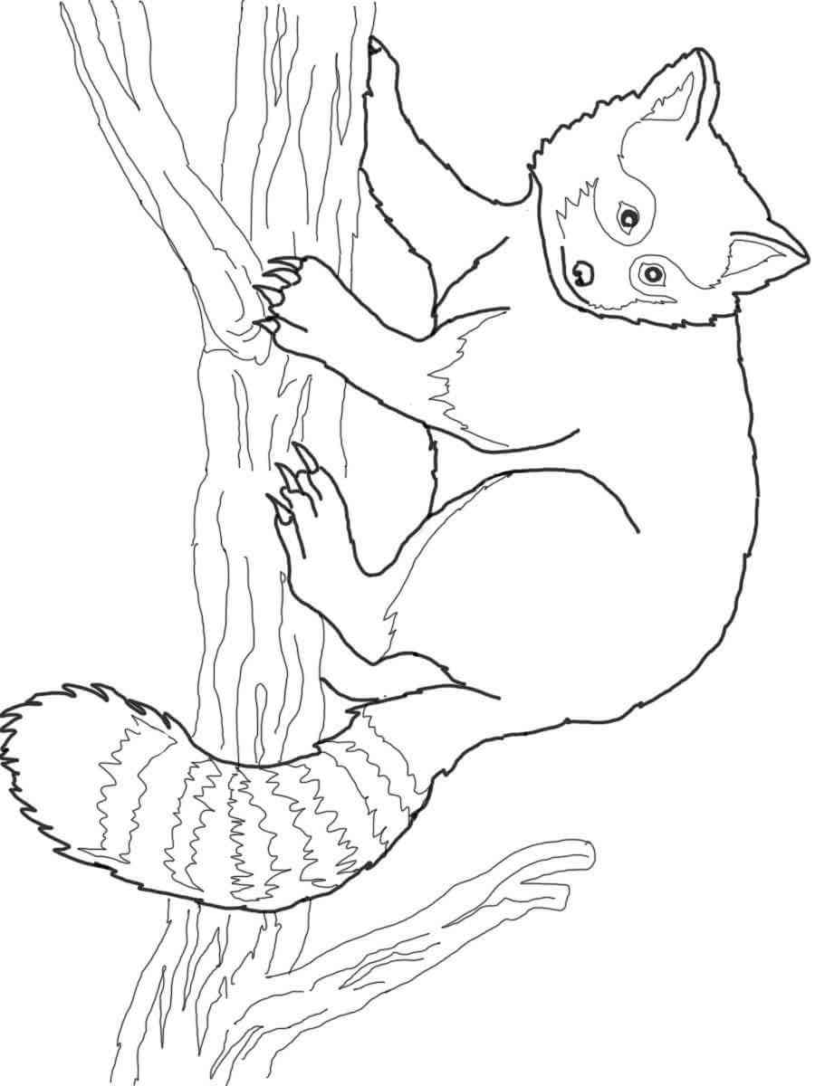Red Panda on tree coloring page
