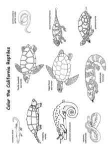 Reptiles 3 coloring page