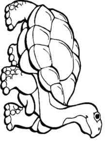 Reptile 7 coloring page