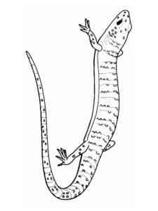 Reptile Lizard coloring page
