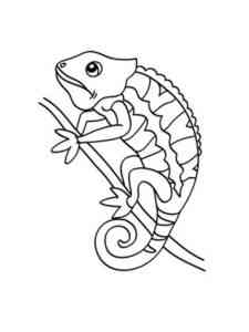 Reptile Chameleon coloring page