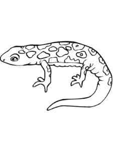 Easy Spotted Salamander coloring page