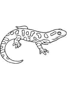 Spotted Salamander coloring page