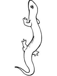 Garden Slender Salamander coloring page