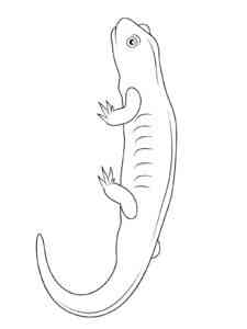 Easy Salamander coloring page