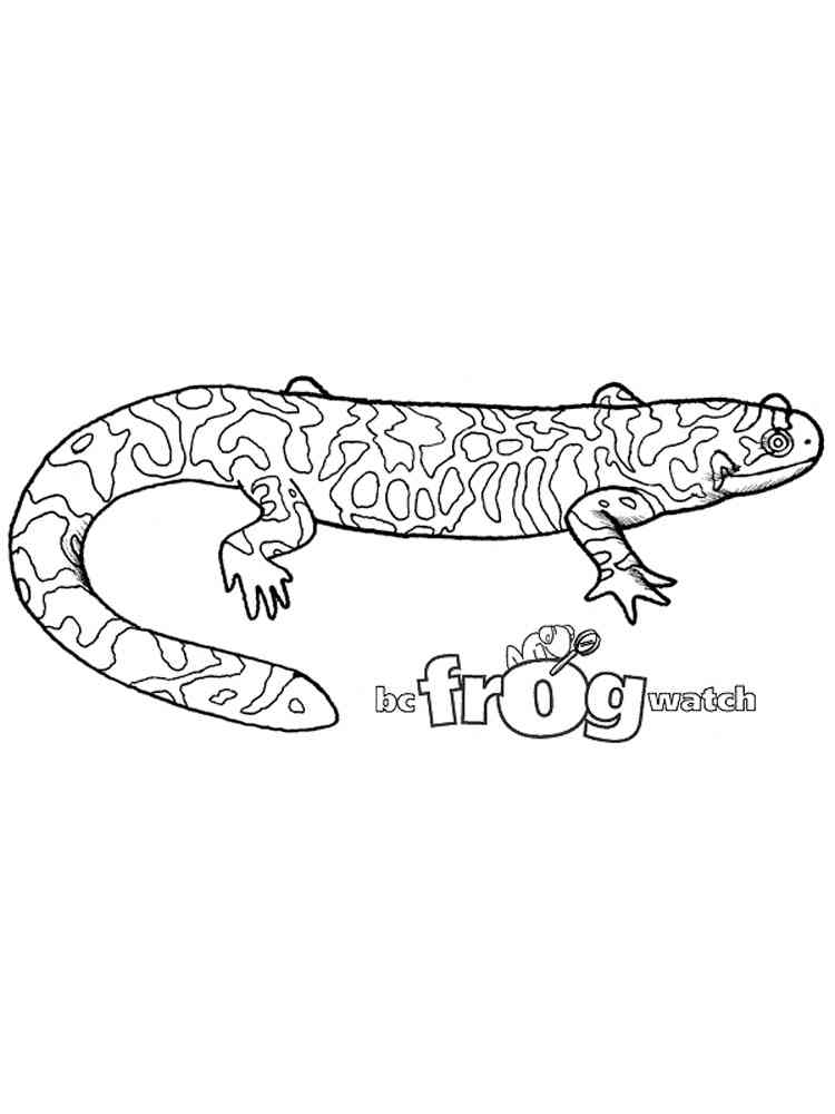 Barred Tiger Salamander coloring page