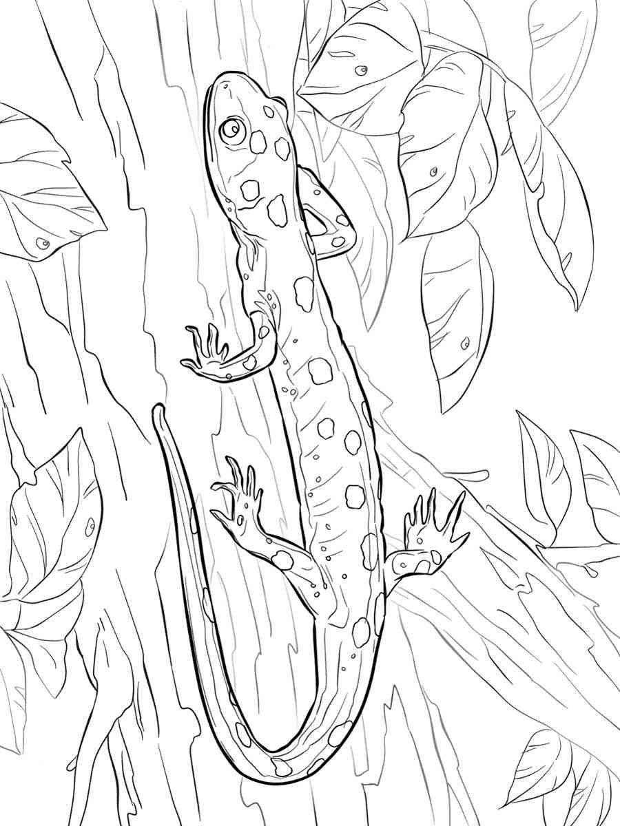 Yellow-spotted Salamander coloring page