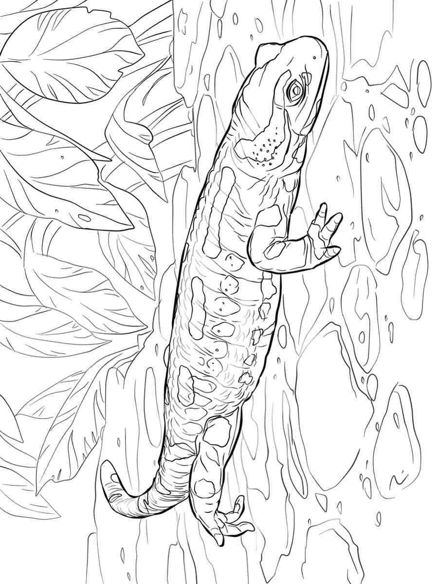 Fire Salamander coloring page