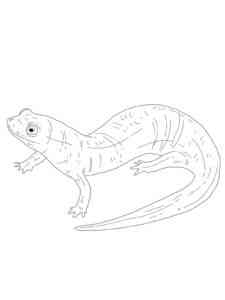 Realistic Salamander coloring page