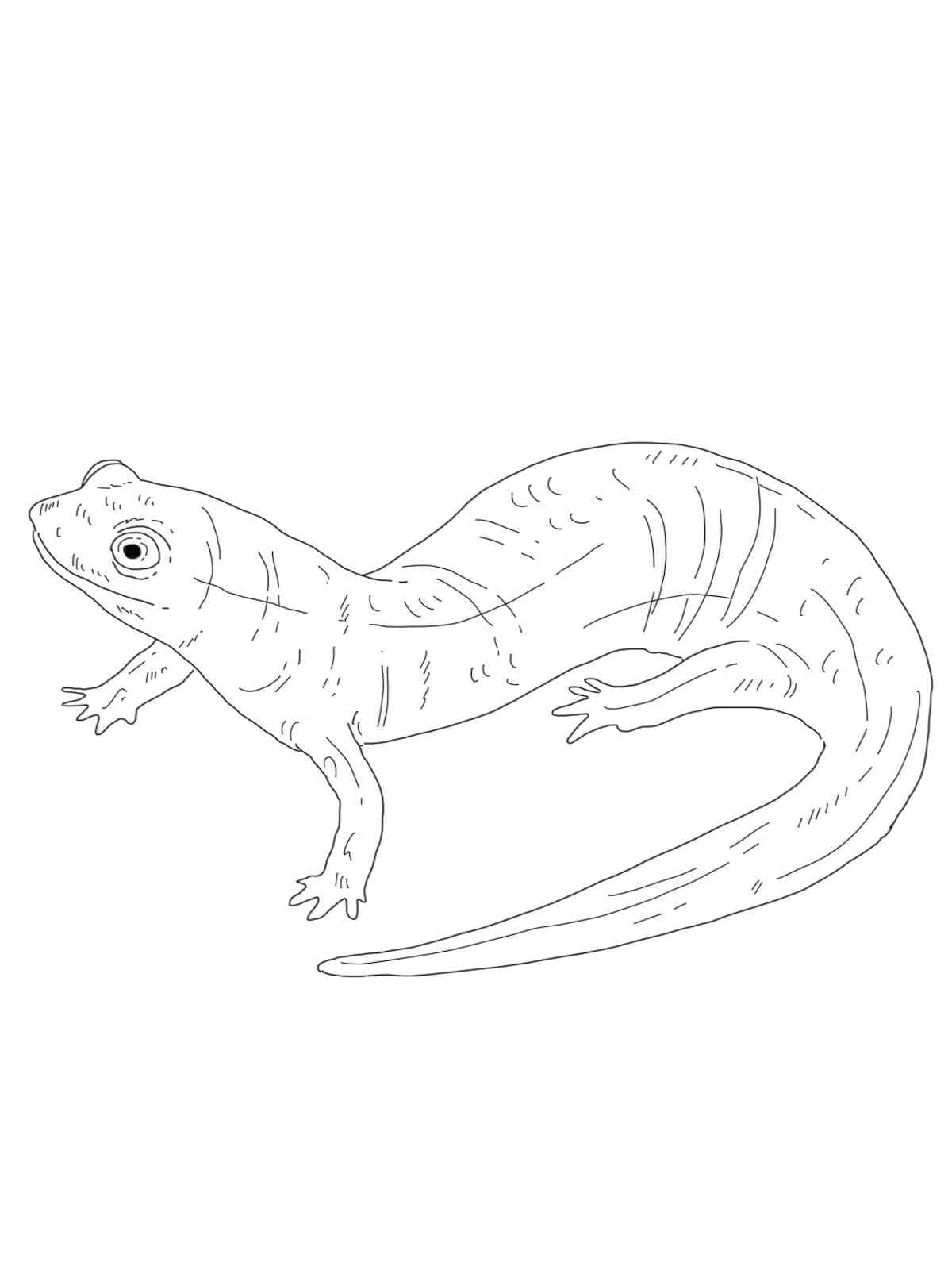 Realistic Salamander coloring page