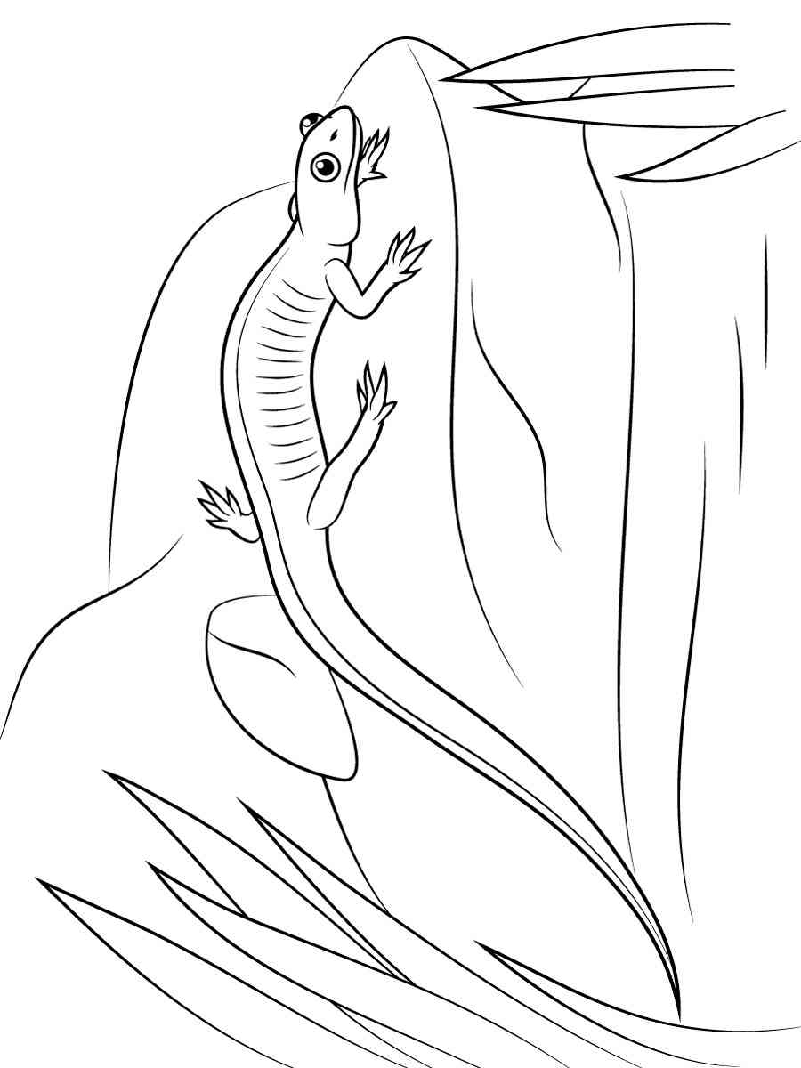 Salamander on the stone coloring page