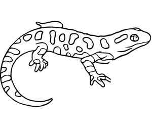 Salamander coloring pages