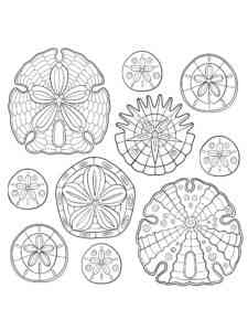 Sand Dollar Art coloring page