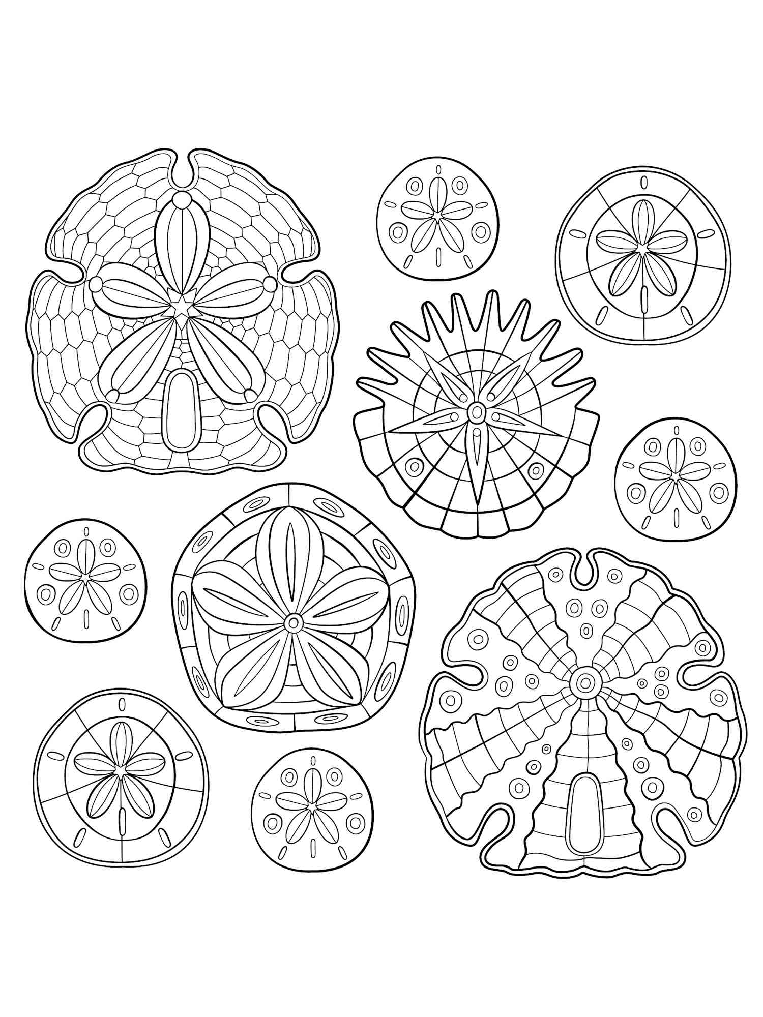 Sand Dollar Art coloring page