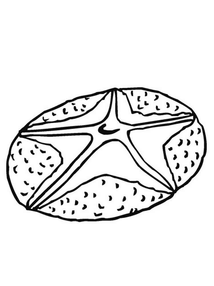 Realistic Sand Dollar coloring page