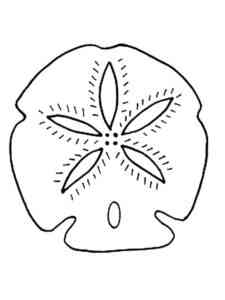 Common Sand Dollar coloring page