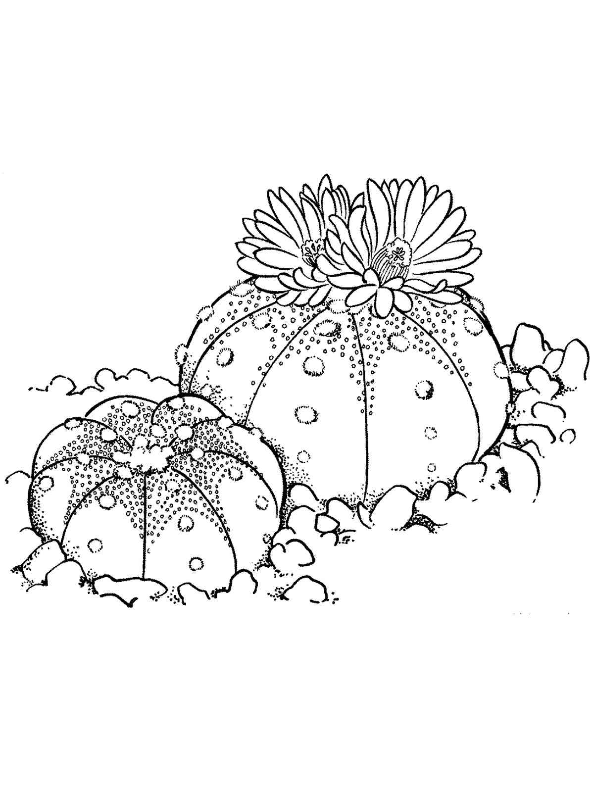 Sand Dollar Cactus coloring page