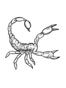 Asian Forest Scorpion coloring page