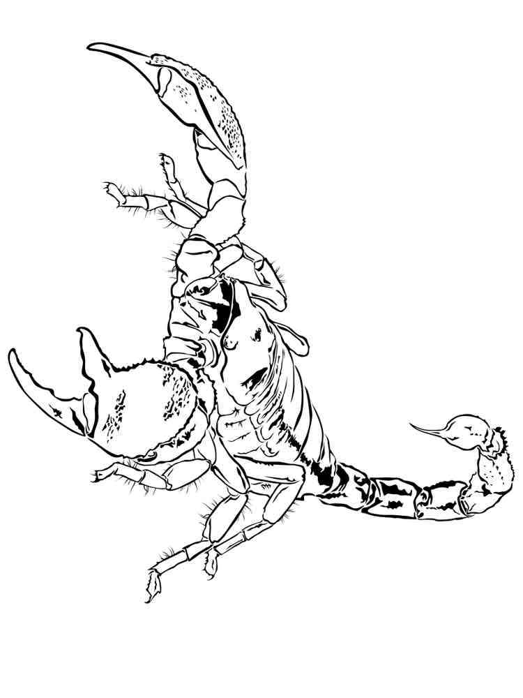 DeathStalker Scorpion coloring page