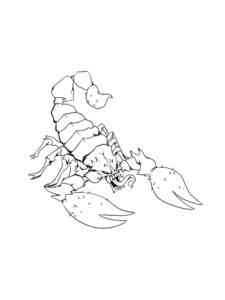 Common Scorpion coloring page