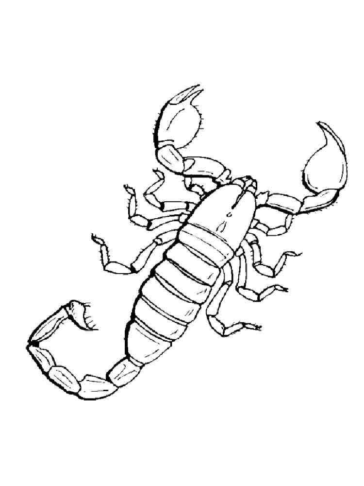 Realistic Scorpion coloring page
