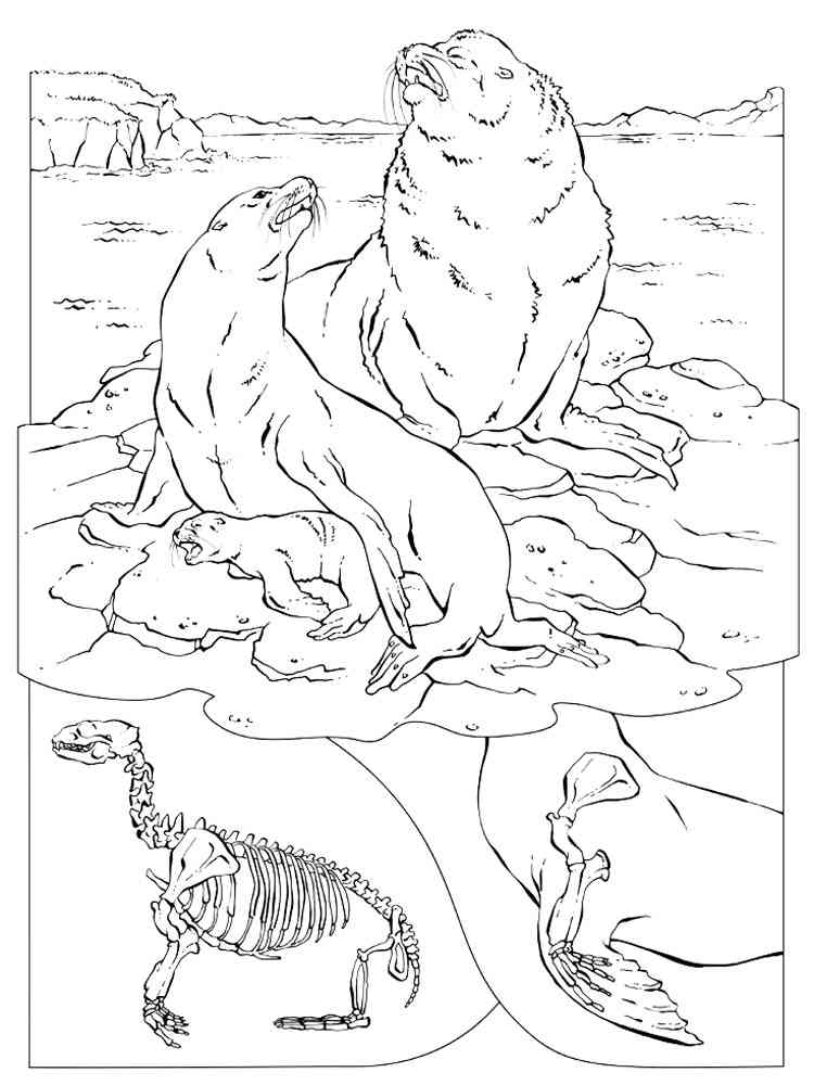 California Sea Lions coloring page