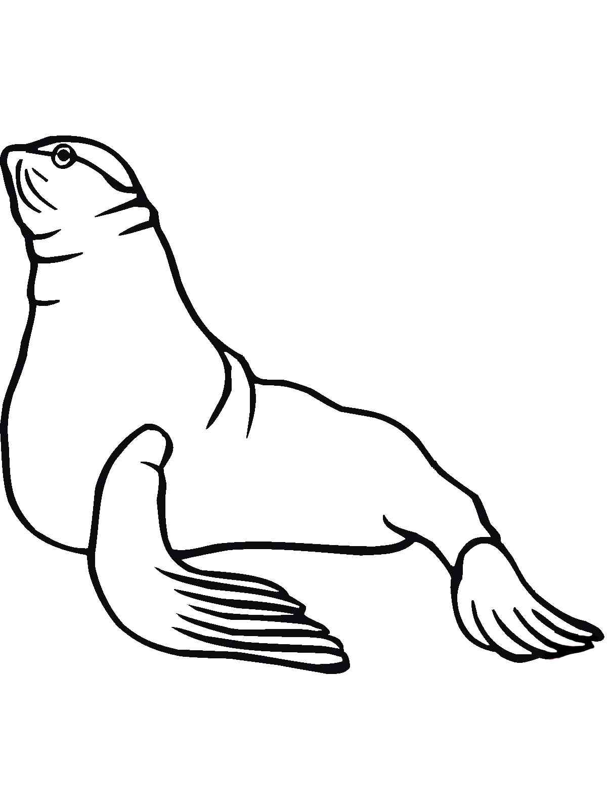 Funny Sea Lion coloring page