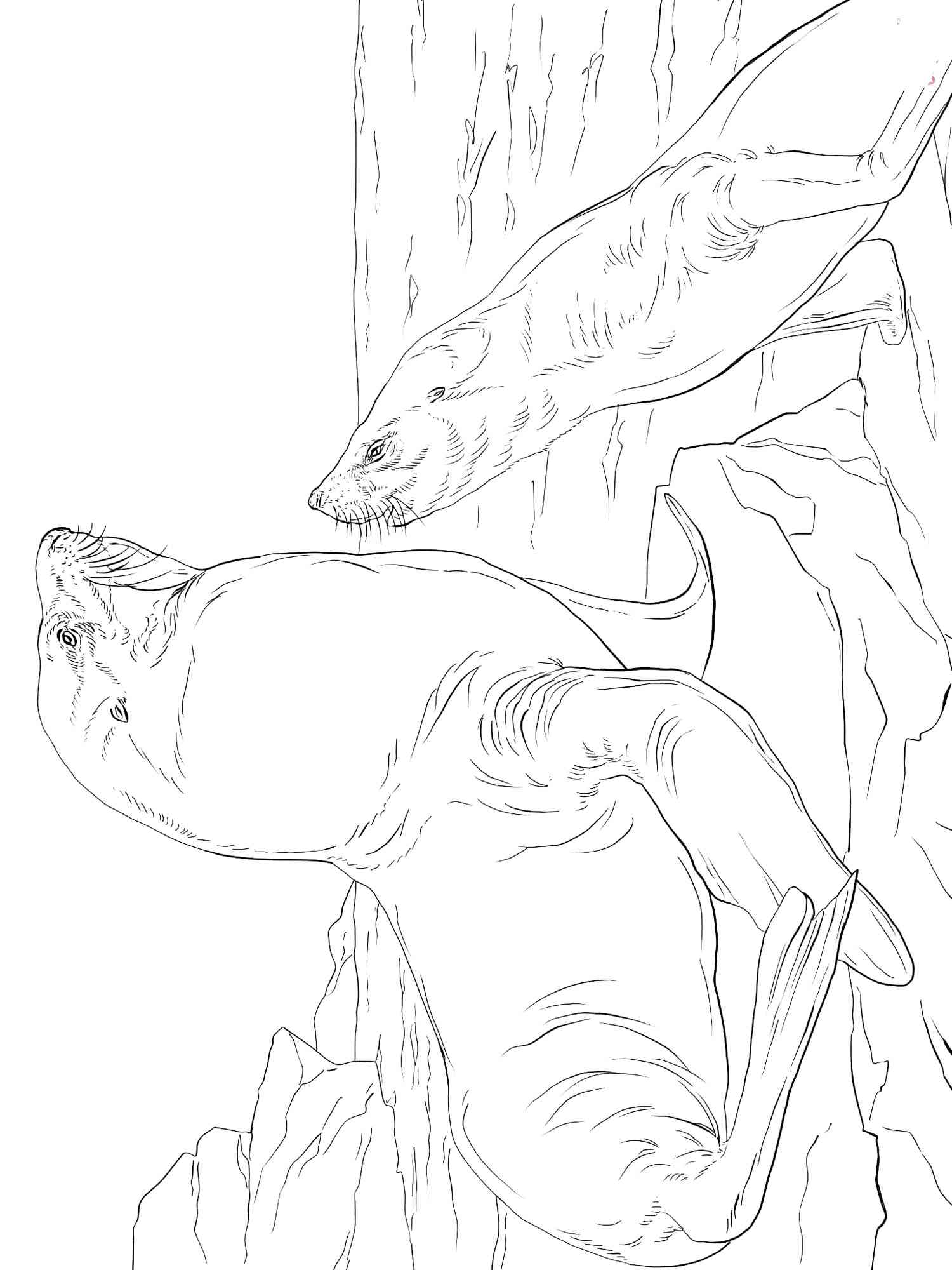 Steller Sea Lions coloring page
