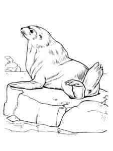 Realistic Sea Lion coloring page