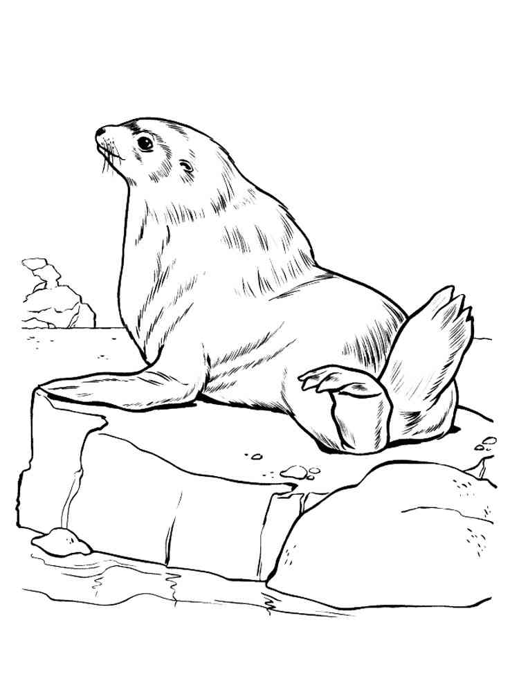 Realistic Sea Lion coloring page