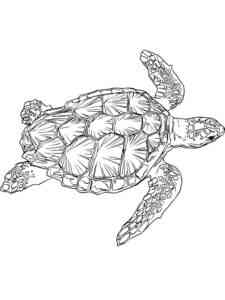 Flatback Sea Turtle coloring page
